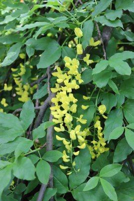 Laburnum x Waterii 'Arnold Weeping' štědřenec Waterův - květ